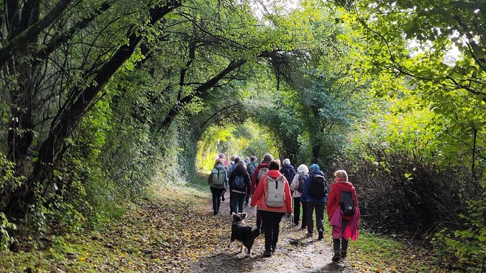 Eine Gruppe wandert durch einen üppigen, grünen Waldpfad, umgeben von dichtem Blattwerk.