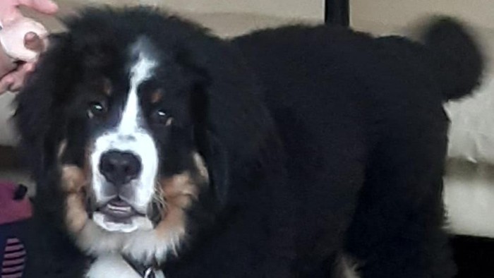 Hund Cosmo 01