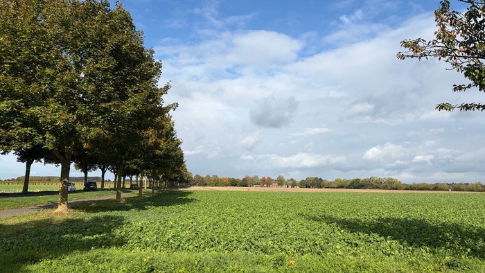 Blick auf ein weites Feld mit Wintergrün, links eine Allee, Himmel mit Wolken, aber sonnig. In der Ferne eine Reihe Bäume und ein niedriges Gebäude.