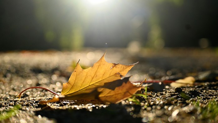 Ein einzelnes Herbstblatt liegt auf einem strukturierten Boden im hellen Sonnenlicht.