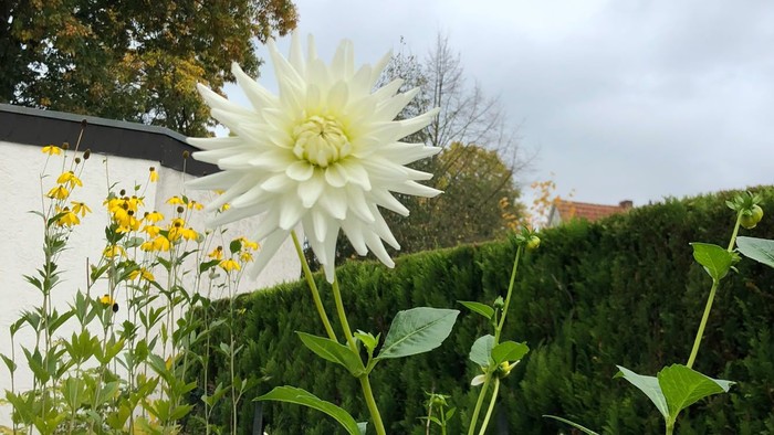 Blühender Streifen am Gemeindehaus: Weiße Dahlie vor gelben kleinen Blumen.