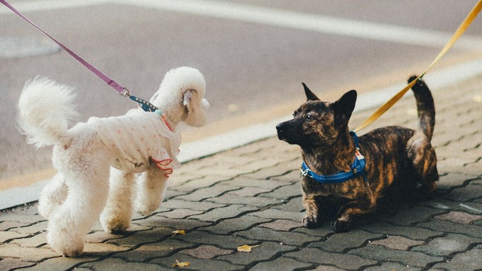 Zwei kleine Hunde begegnen sich auf einem Bürgersteig