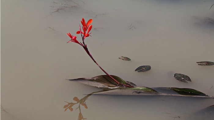 Plakat für eine Trauerbegleitveranstaltung mit einer blühenden Blume auf dem Wasser, das Trauernde zu einer Zusammenkunft am 17. November 2026 einlädt.