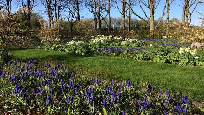 En smuk have med blå og hvide blomster og høje træer