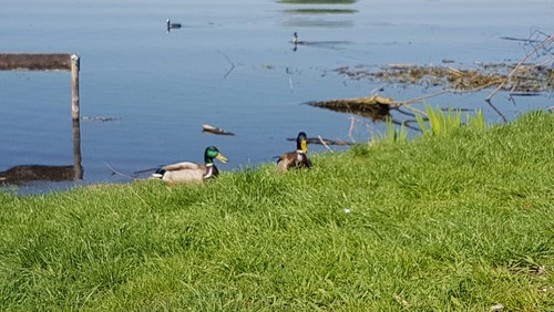 Welche Tiere leben auf dem Dämeritzsee?