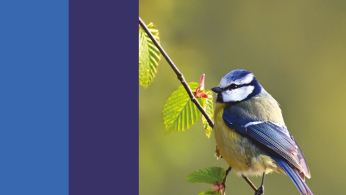 Spring 2026 Parish Matters newsletter cover featuring a blue bird perched on green leaves.