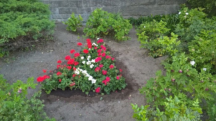 Buntes Blumenbeet mit roten und weißen Blüten, umgeben von üppigem grünem Laub und einem gepflasterten Weg.