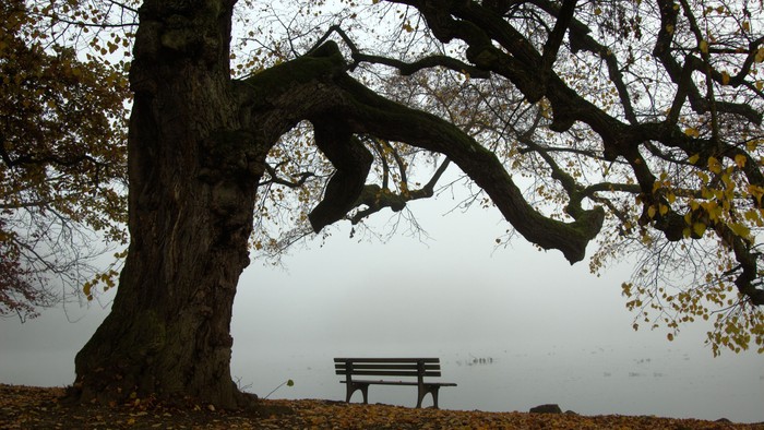 Ein großer Baum mit einem Parkbank darunter, umgeben von gefallenen Blättern