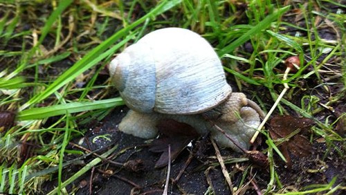 Hvad med naturen?