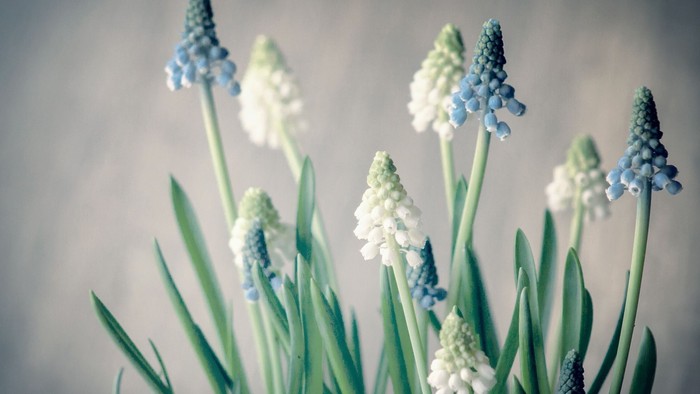 Zarter Blütenstand blauerglockenähnlicher Blüten mit grünen Stängeln vor einem weichen, unscharfen Hintergrund.