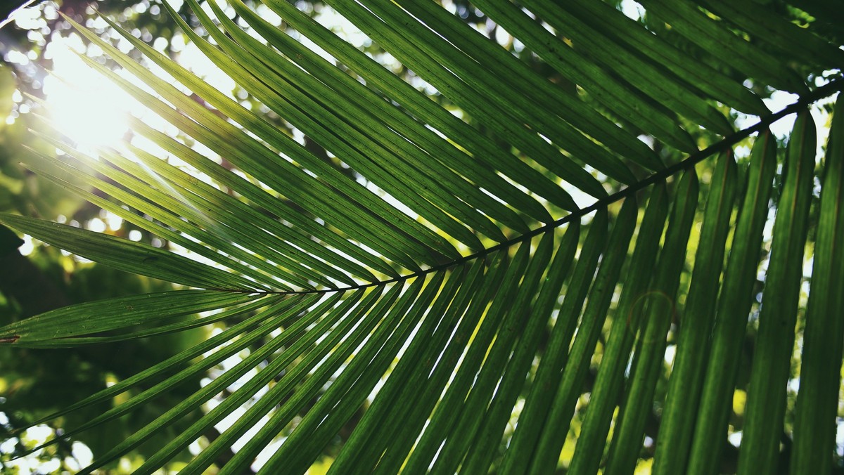 Palm Sunday 2019 Sermon: Crown Me or Kill Me!