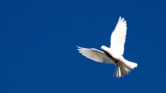 Ein weißer Vogel fliegt allein am klaren blauen Himmel.