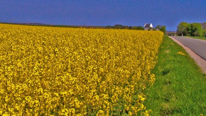 En lang vej med gule blomster på en side og græs på den anden