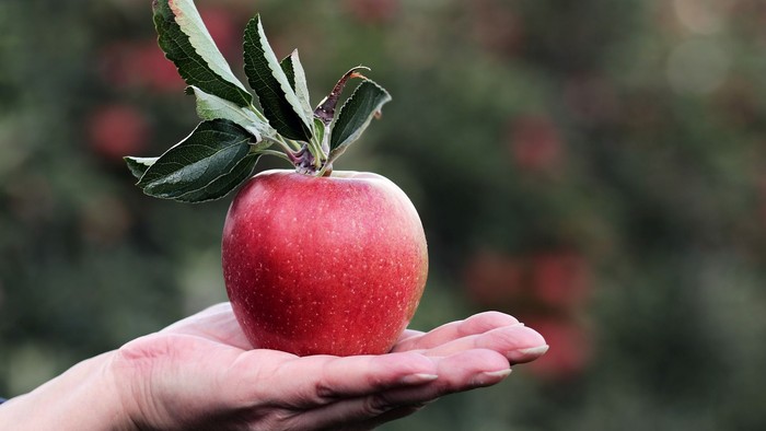 Eine Hand hält einen roten Apfel mit grünen Blättern vor einem unscharfen Apfelbaumhintergrund.