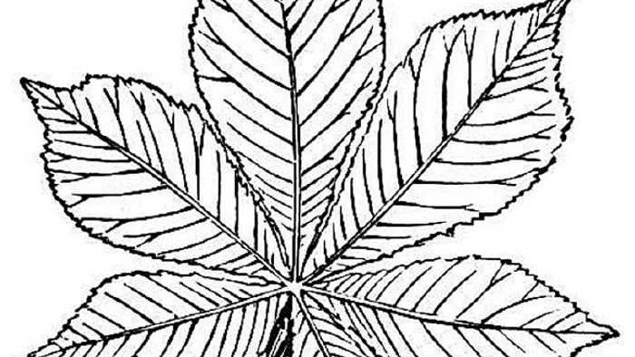 En sort-hvid tegning af et blad med tre hoveddelinger og finere, parallelle linjer.