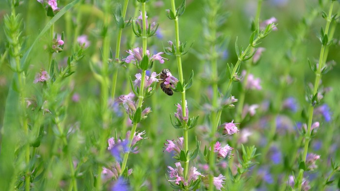 Ein Bienen sitzt auf einer lila Blume in einem grünen Feld.