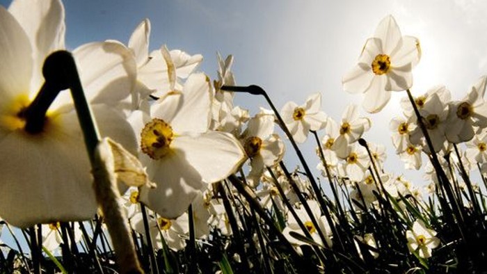 En stor mængde hvide narciser blomstrer under et klart blå himmel.