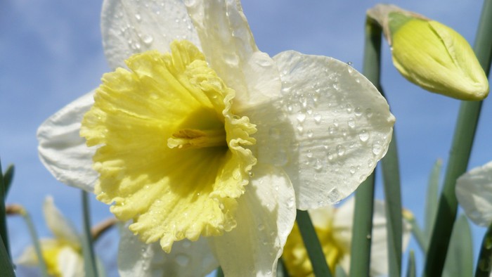 En blomst med hvide og gule farver og dråber på blærene