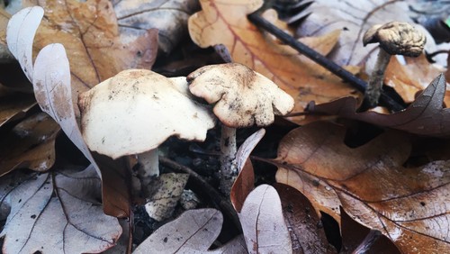 Herbst im Begegnungsgarten