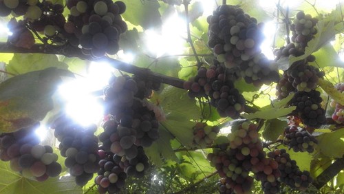 Gemeinsam arbeiten im Weinberg des Herrn