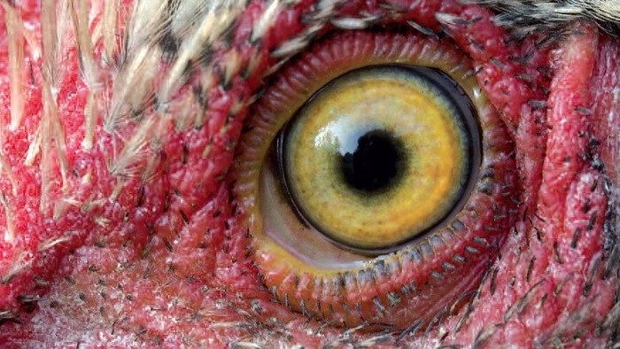 Das Bild zeigt das Auge eines Fisches mit roter Haut und schwarzen Punkten.
