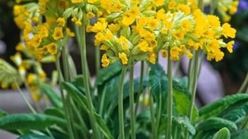 Sermon - Mothering Sunday 22nd March 2020