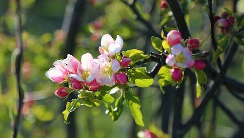 Auferweckung Jesu zu neuem Leben - Osterbrief 2020 von Beate Hornschuh-Böhm #WirSindDa