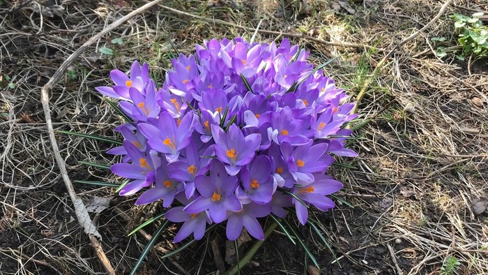 Purple blomsterkluster i græs.