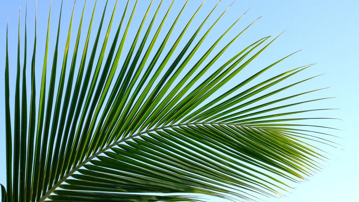 Activities for Palm Sunday