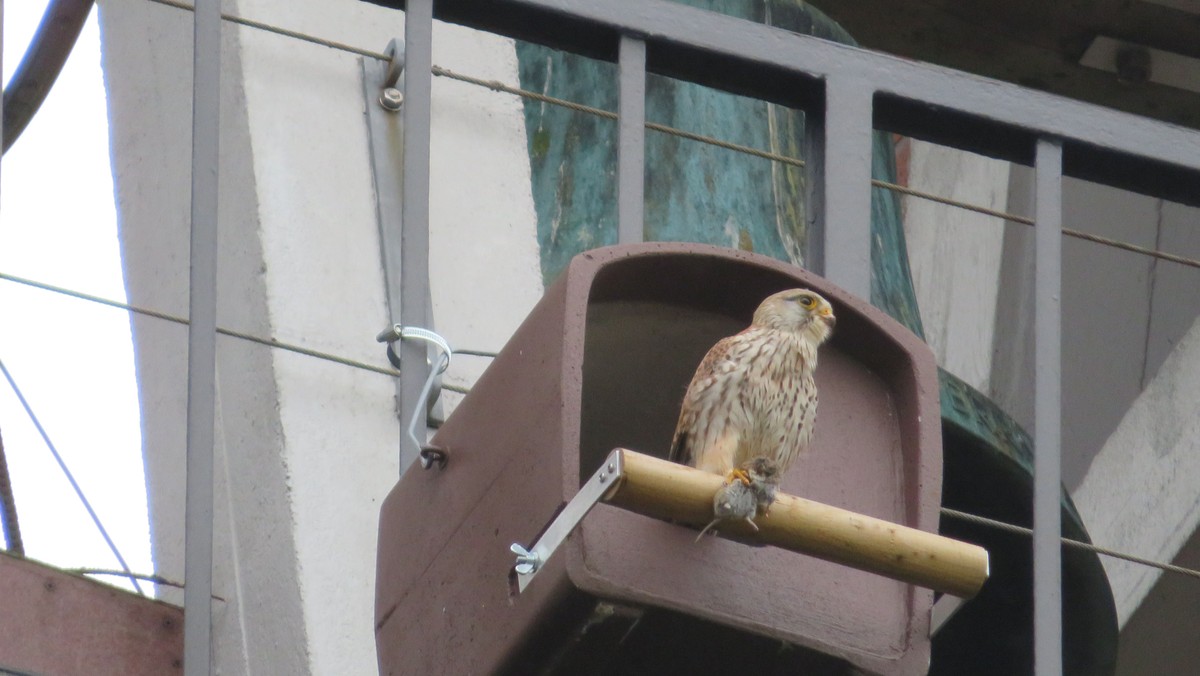 Mit Weitblick