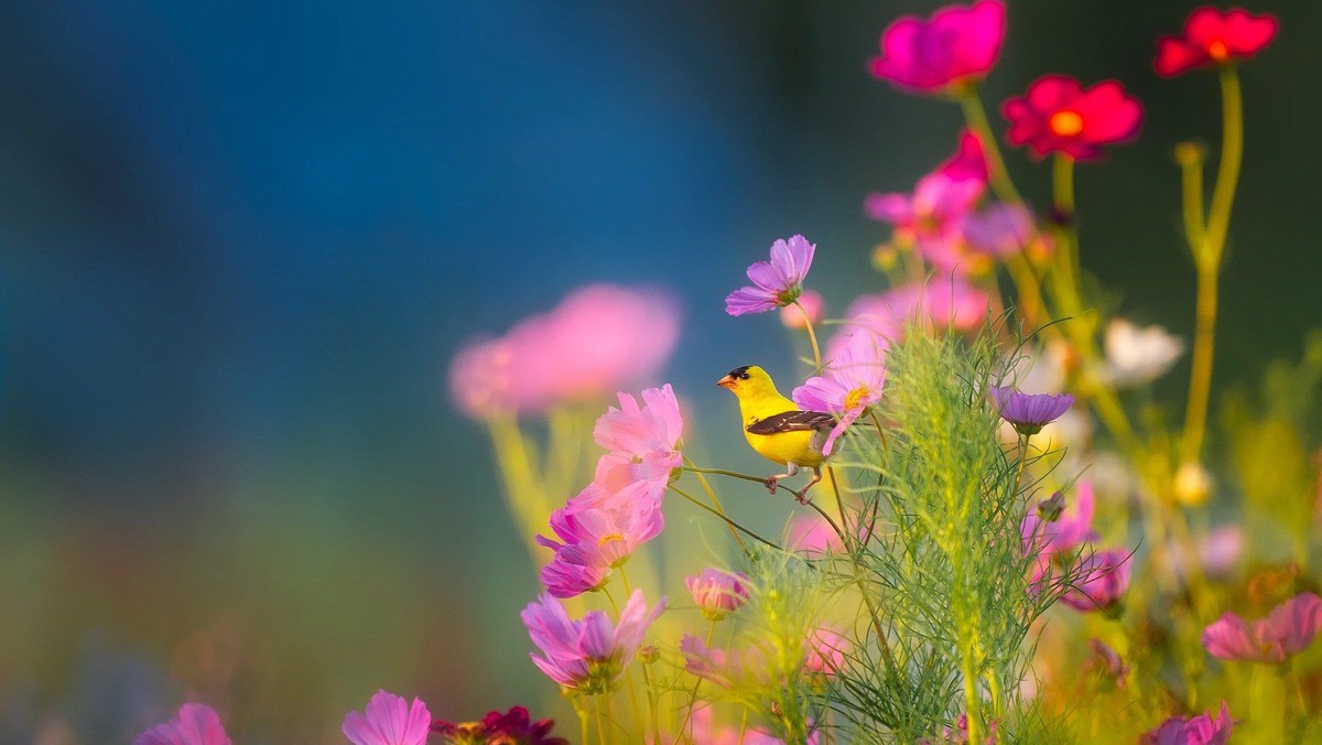 Geräuschememory aus der Natur