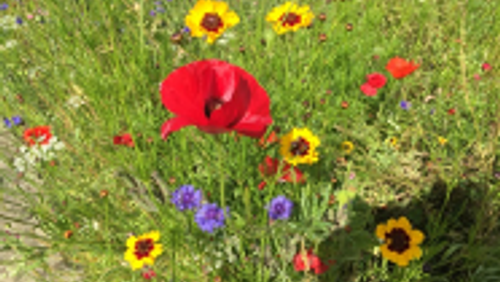 Thought for the week - 19 July 2020