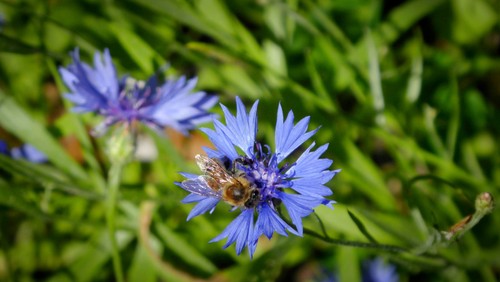 Bienenfutter auf dem Alten Zwölf-Apostel-Kirchhof