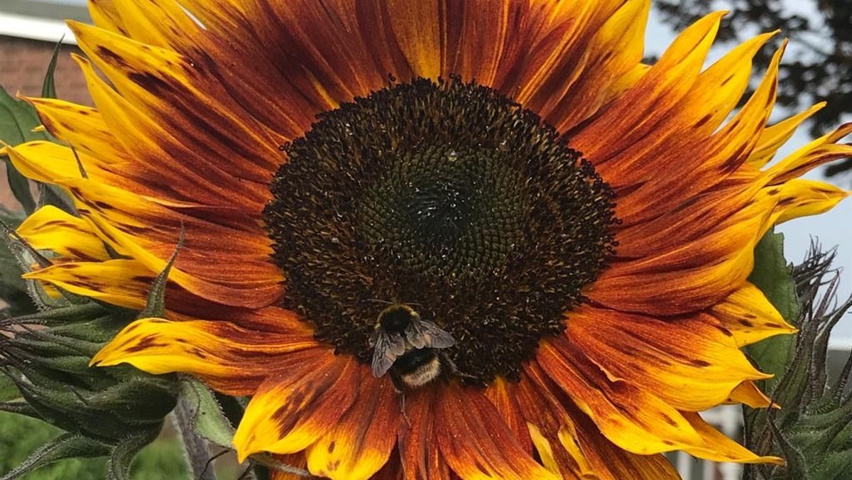 Eco highs and lows of COVID19 – what to do now.