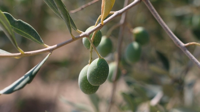 Ein Ast mit grünen Oliven und Blättern