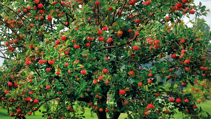 Ein Baum mit roten Früchten steht auf einem grünen Feld.