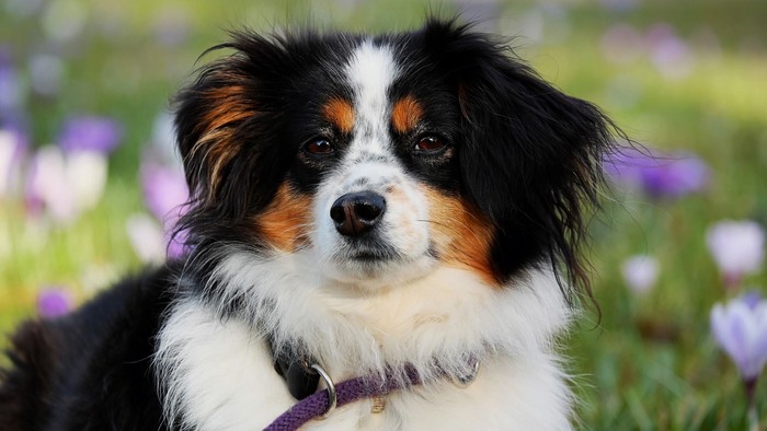 Ein schwarz-weiß-brauner Hund sitzt im Gras vor lila Blumen.