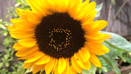 Thought for the week - 4 October 2020