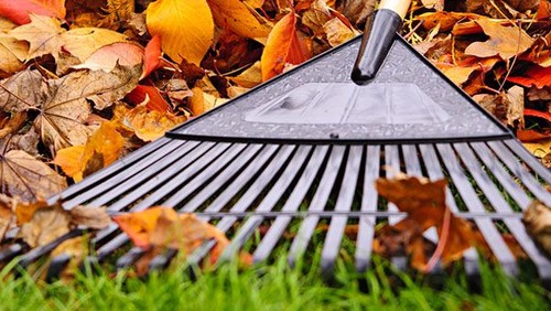 Leaf clearing