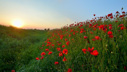 Poppy Appeal 2020