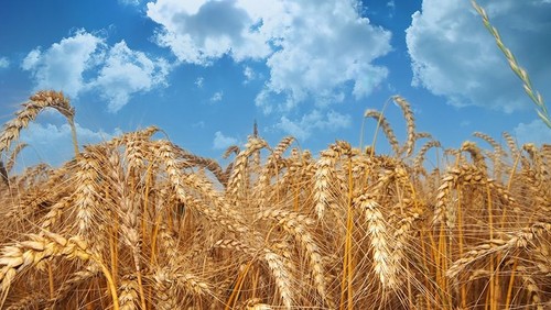 Anmeldeinformation zum Gottesdienst