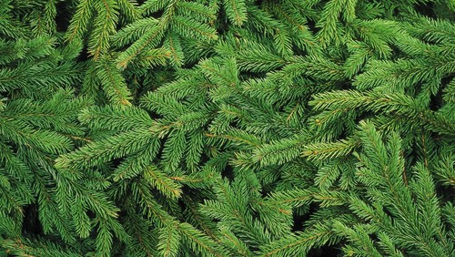 Aktuelle Änderungen im Advent und Heiligabend