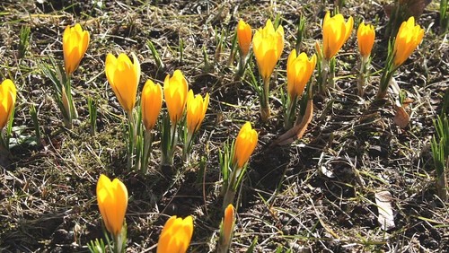 Frühling auf dem Kirchhöfen