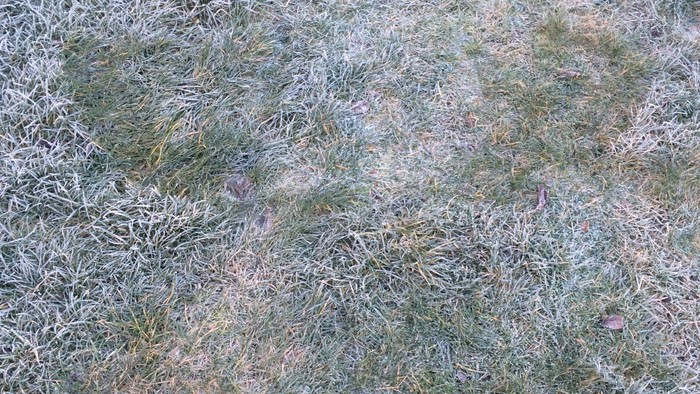 Isfrodet græs på en eng