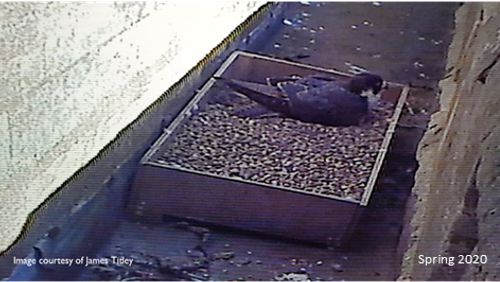 Peregrines at St Wulfram's Church