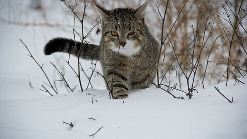Musik Video | ABC die Katze lief im Schne