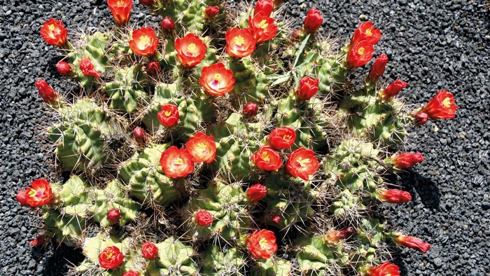 Ein Kaktus mit vielen roten Blüten auf einem Kiesbett