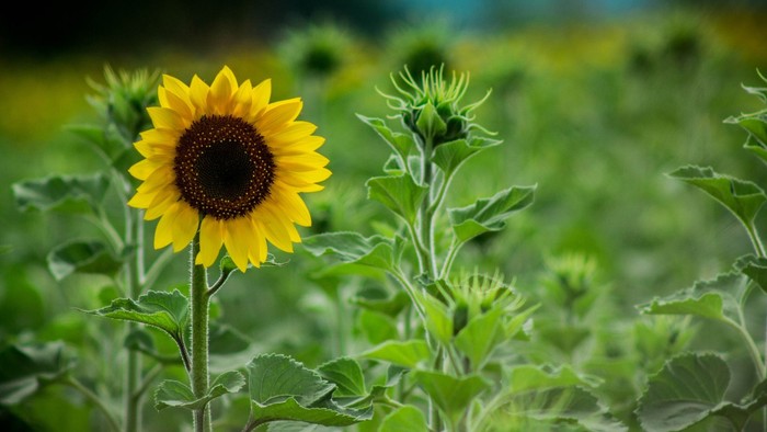 Ein leuchtender Sonnenblume steht inmitten eines grünen Feldes.