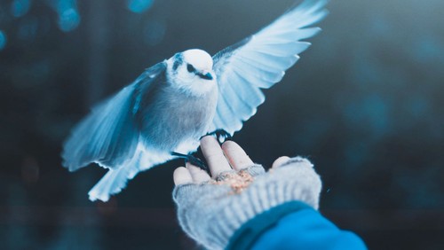 Öffentliches Protokoll der außerplanmäßigen Sitzung des Gemeindekirchenrates Alt-Schöneberg am Donnerstag, den 14. Januar 2021
