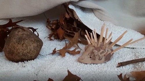 Der kleine Igel sucht den Frühling